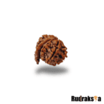 ganesh rudraksha