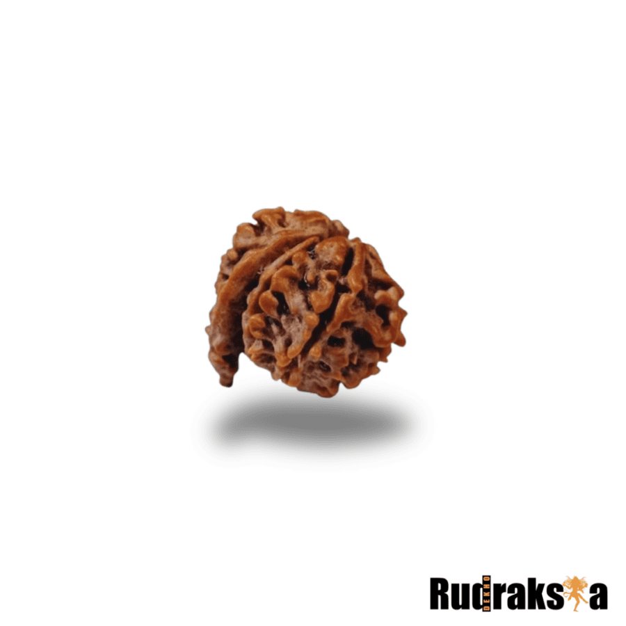 ganesh rudraksha