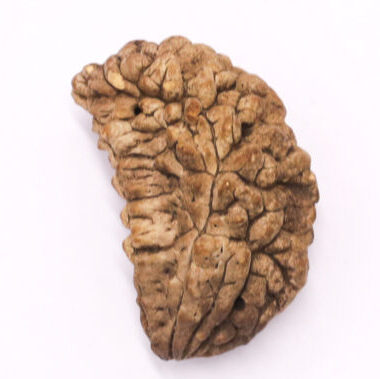 5 Mukhi Rudraksha bead